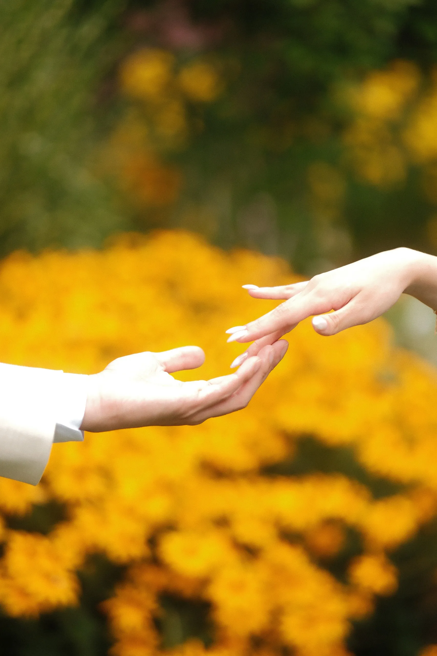 Two hands almost touching above a bed of yellow blooms, abstract close up, by AD Photography