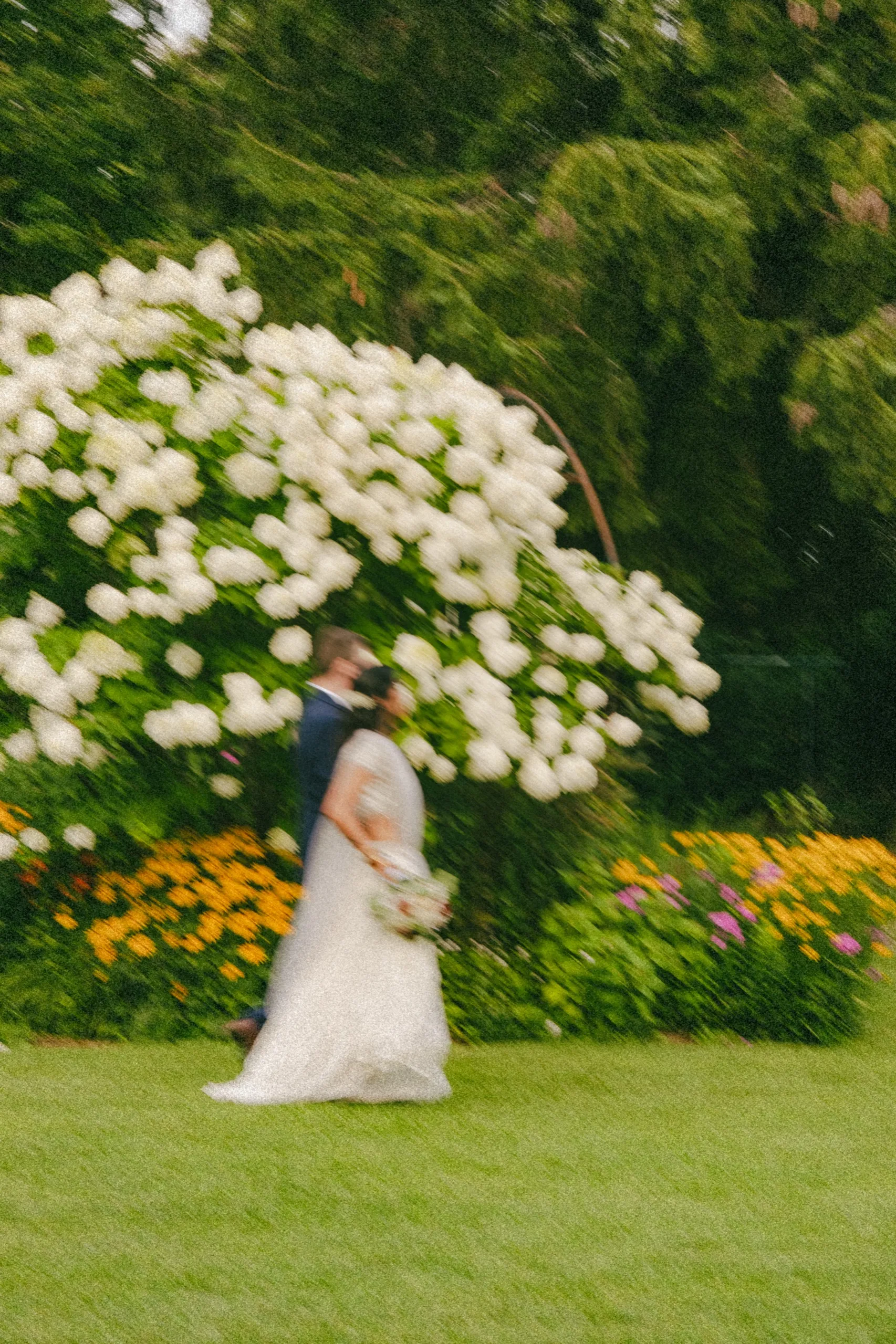 Grainy film style frame of Derek and Nidhi embracing beside the blooming hydrangea., by AD Photography