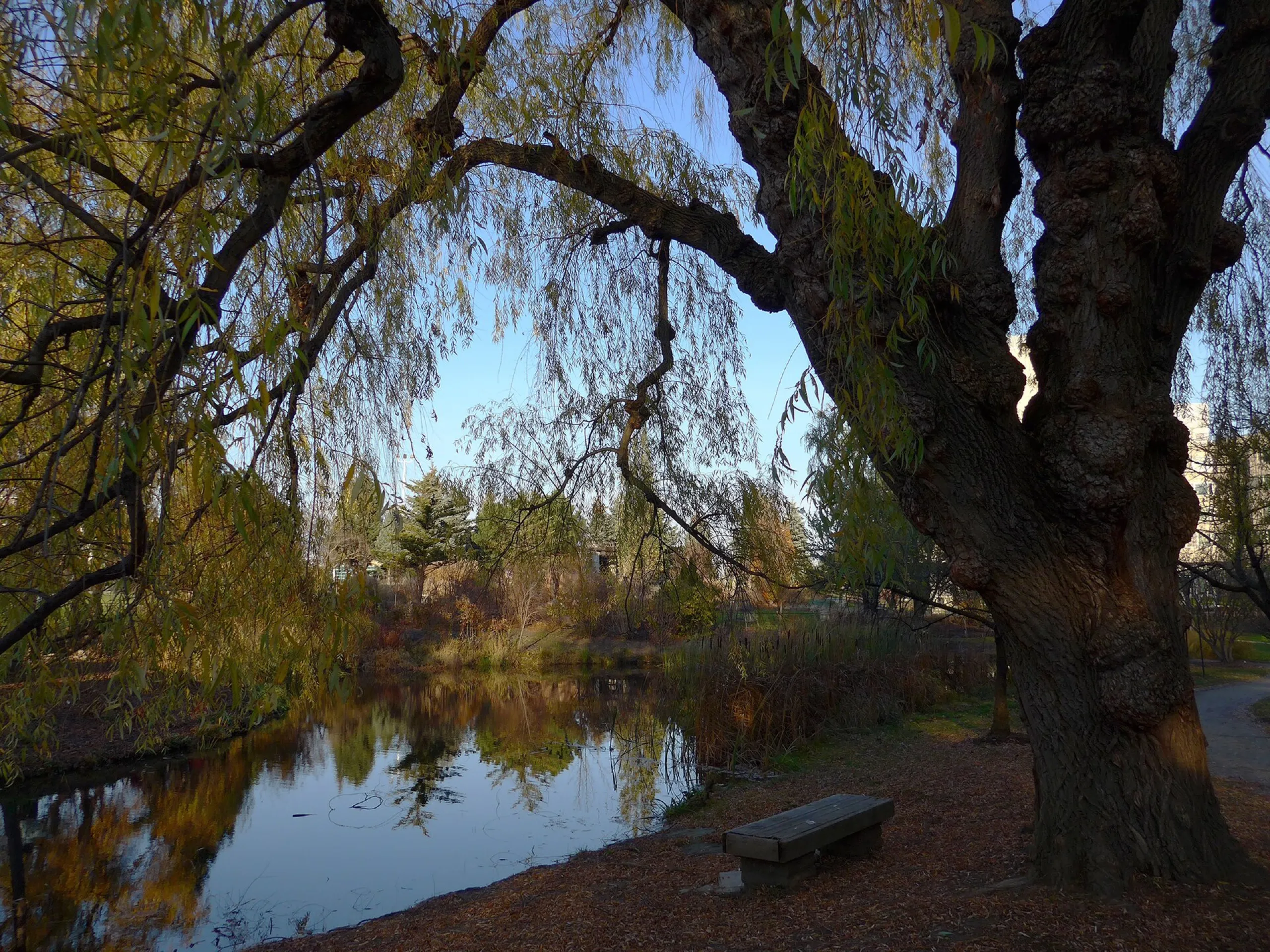 Humber Arboretum, Toronto pre-wedding and engagement photography location in Northwest Toronto, Humber College