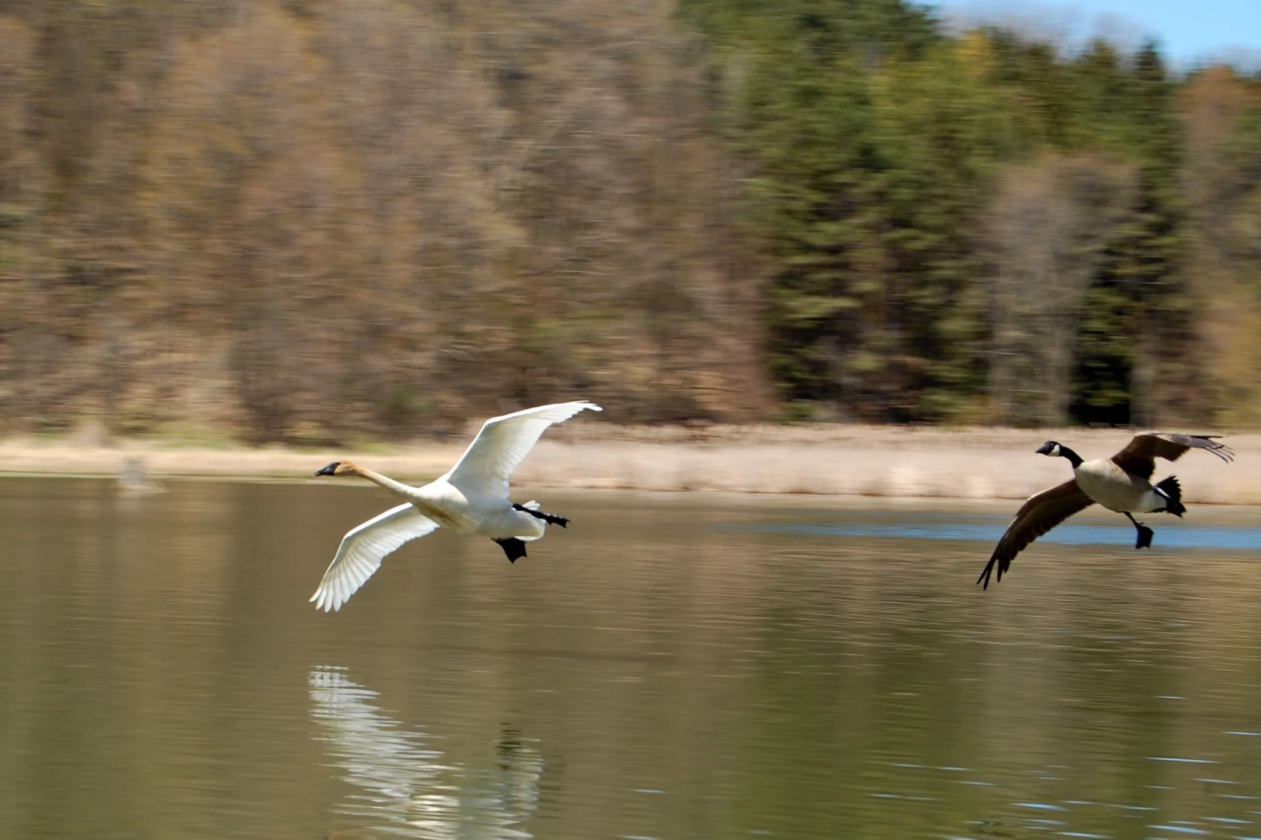 Kortright Centre for Conservation, Toronto pre-wedding and engagement photography location in Vaughan, Kleinburg